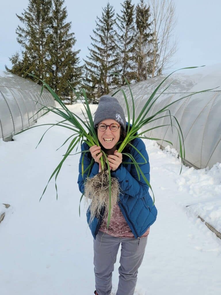 Ail frais en hiver