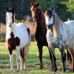 formation-euqestre-euqide-cheval-ITAQ