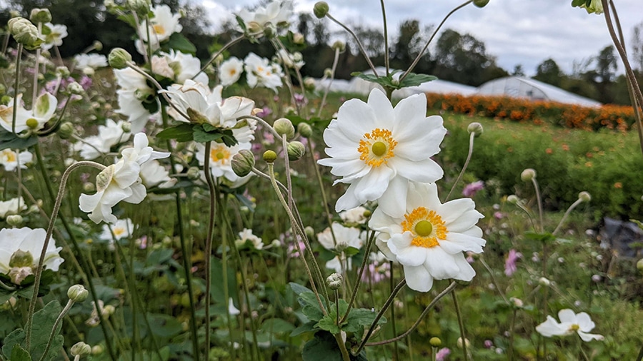 formation-Secteur-horticole-horticulture-itaq-AGRICULTURE-URBAINE-fleuristerie-jardinerie