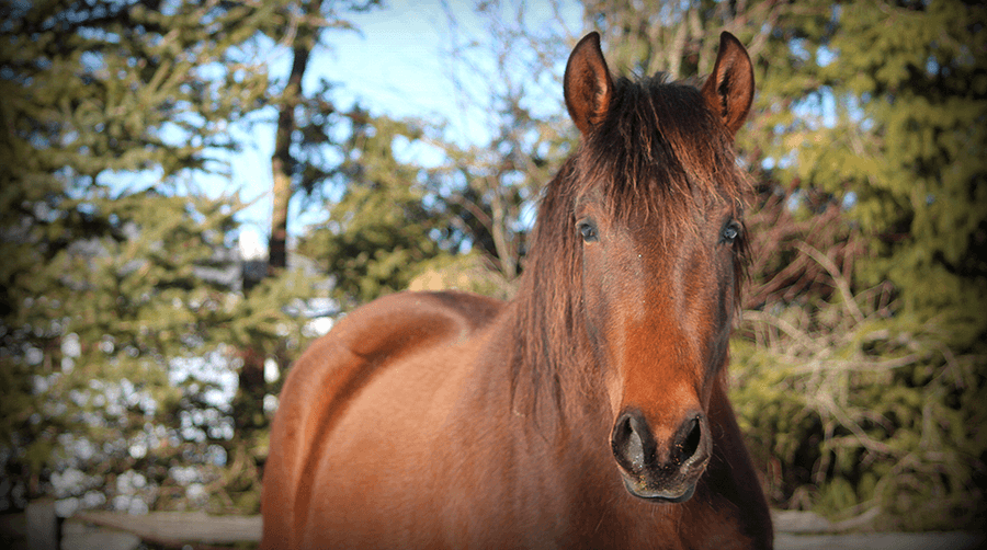 Cheval à l'extérieur (ITAQ)