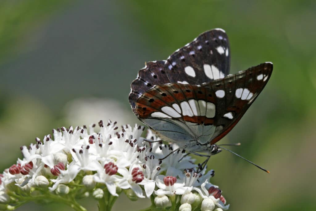 Amiral blanc nouvel insecte emblématique du Québec