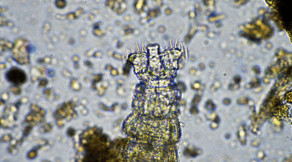 Micro-organisme sol ITAQ