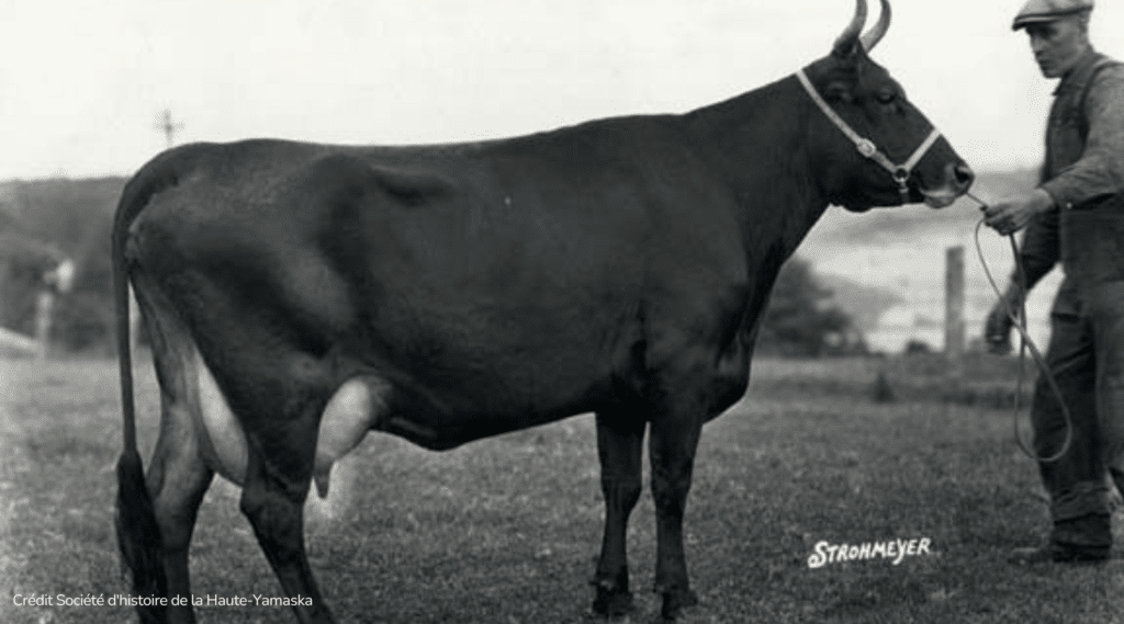 Vache canadienne ITAQ