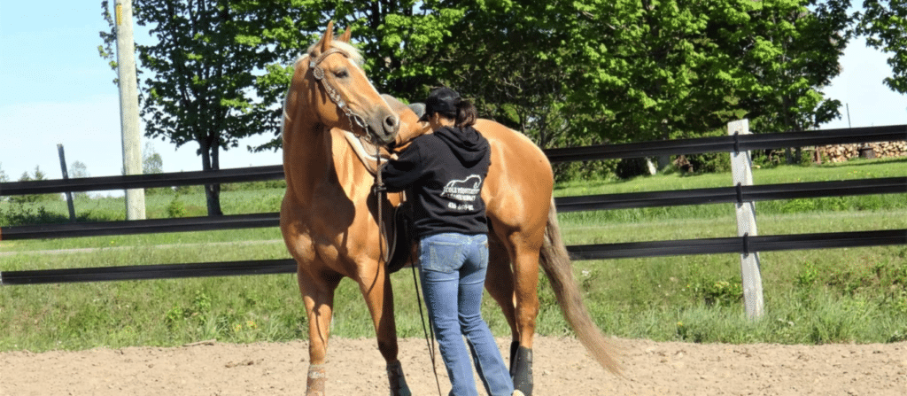 Entrainement chevaux ITAQ