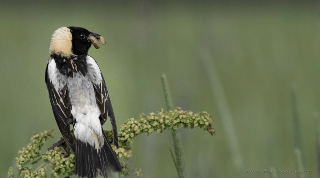 Oiseau biodiversité ITAQ