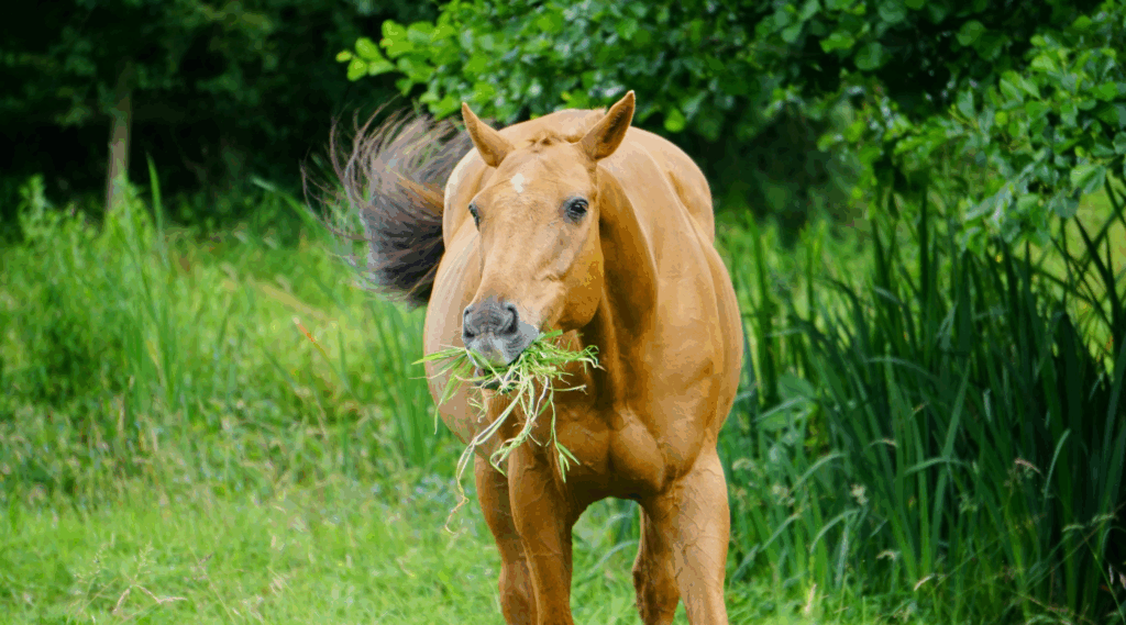 Alimentation cheval