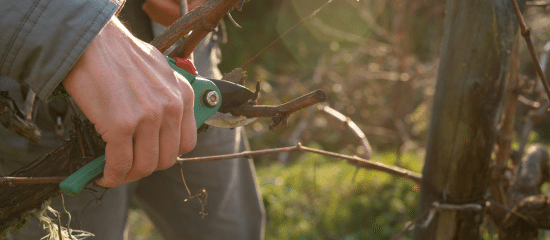 Taille de la vigne